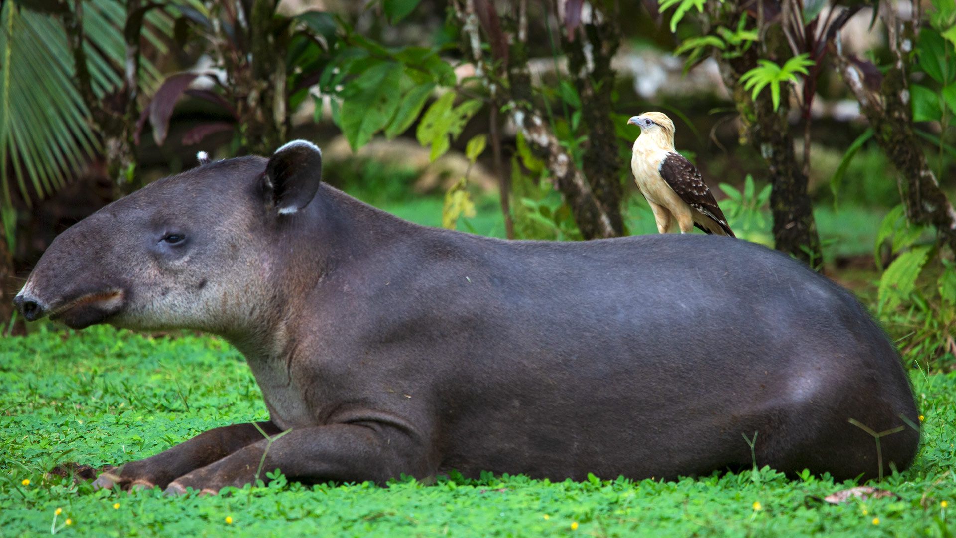 The Tapir in Costa Rica: A Guide to the Jungle's Enigmatic Animal, image size:1920x1080