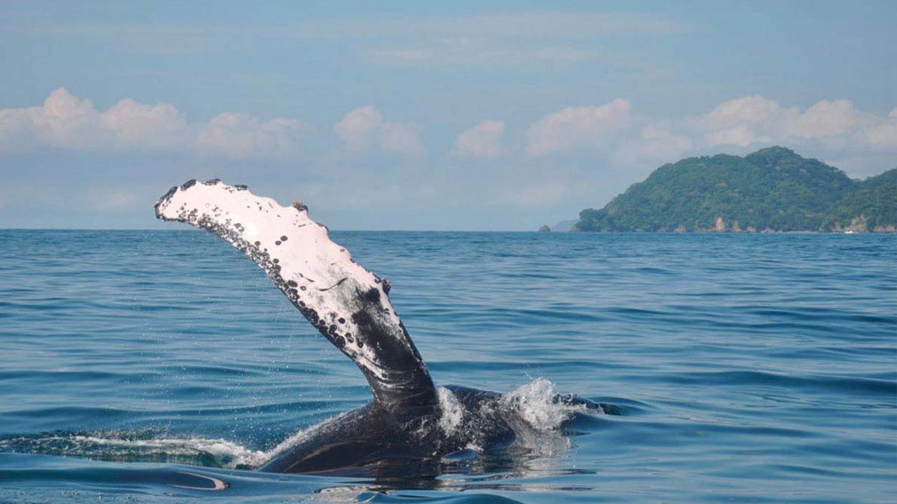 Tango Mar Resort image 12401