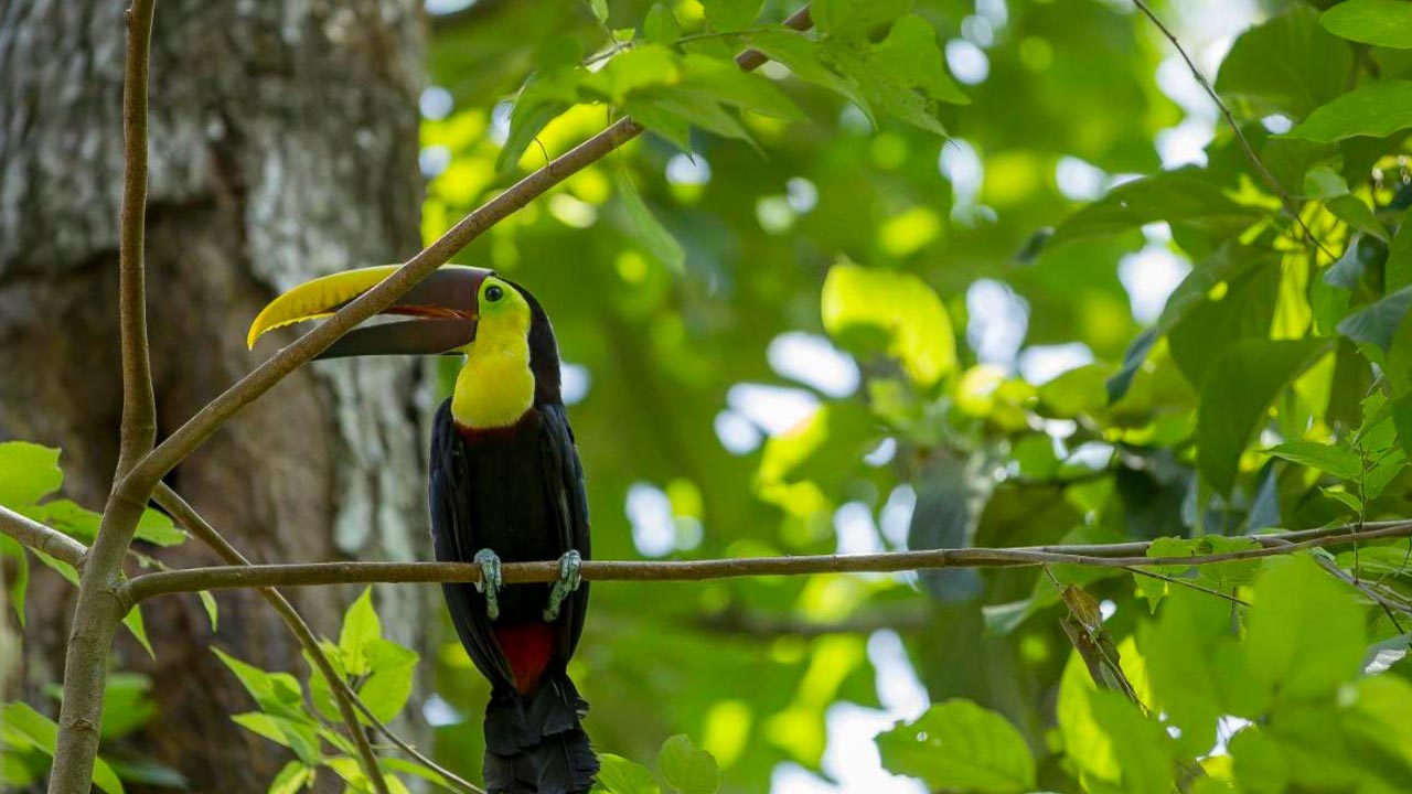 Cuna del Angel image 12564