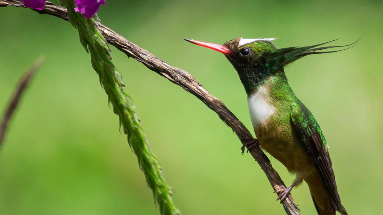 Playa Cativo Lodge image 12657