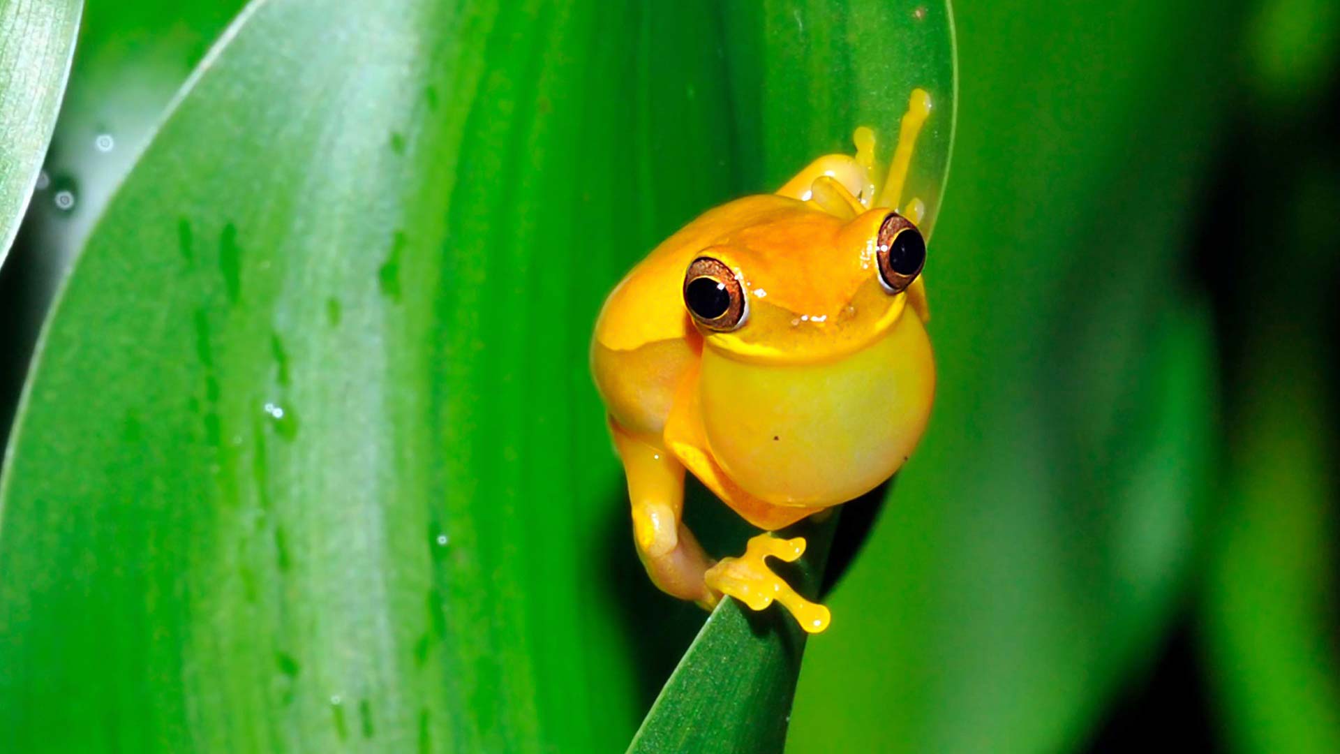 Playa Nicuesa Rainforest Lodge image 12682