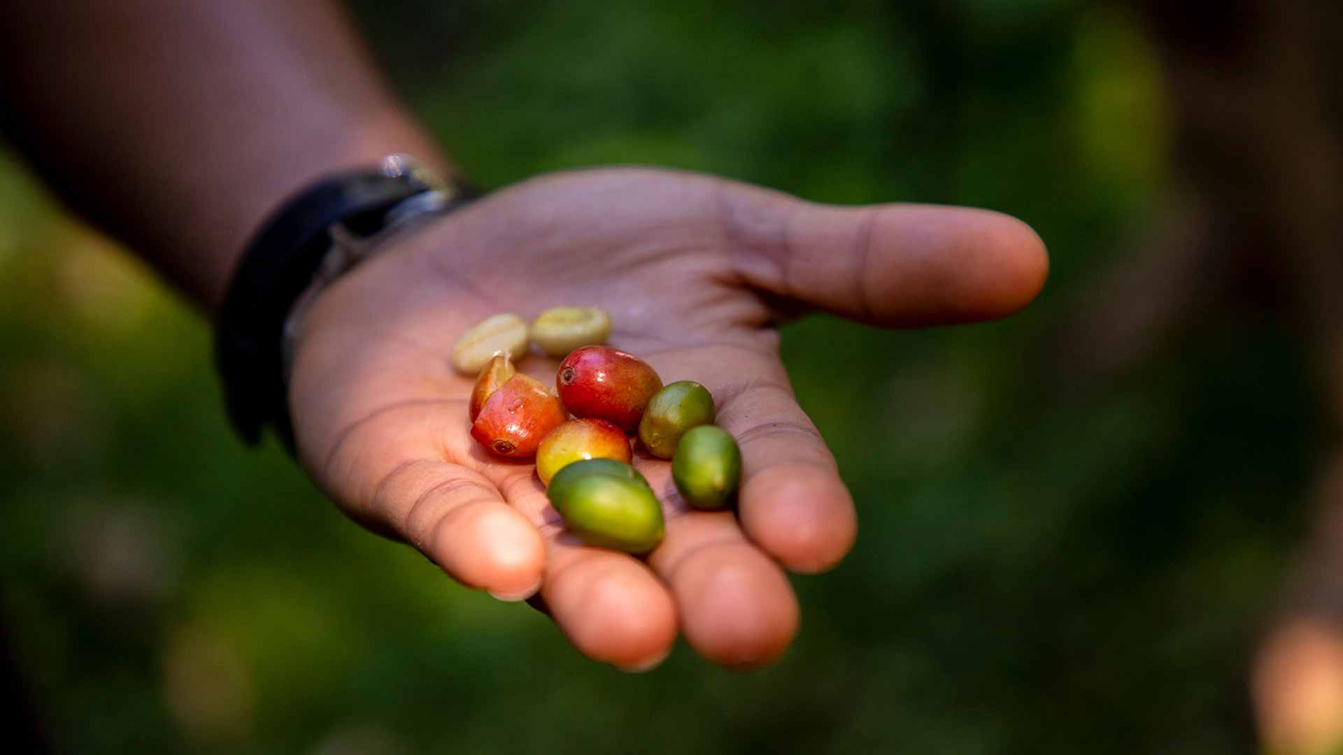 Finca Rosa Blanca image 12702