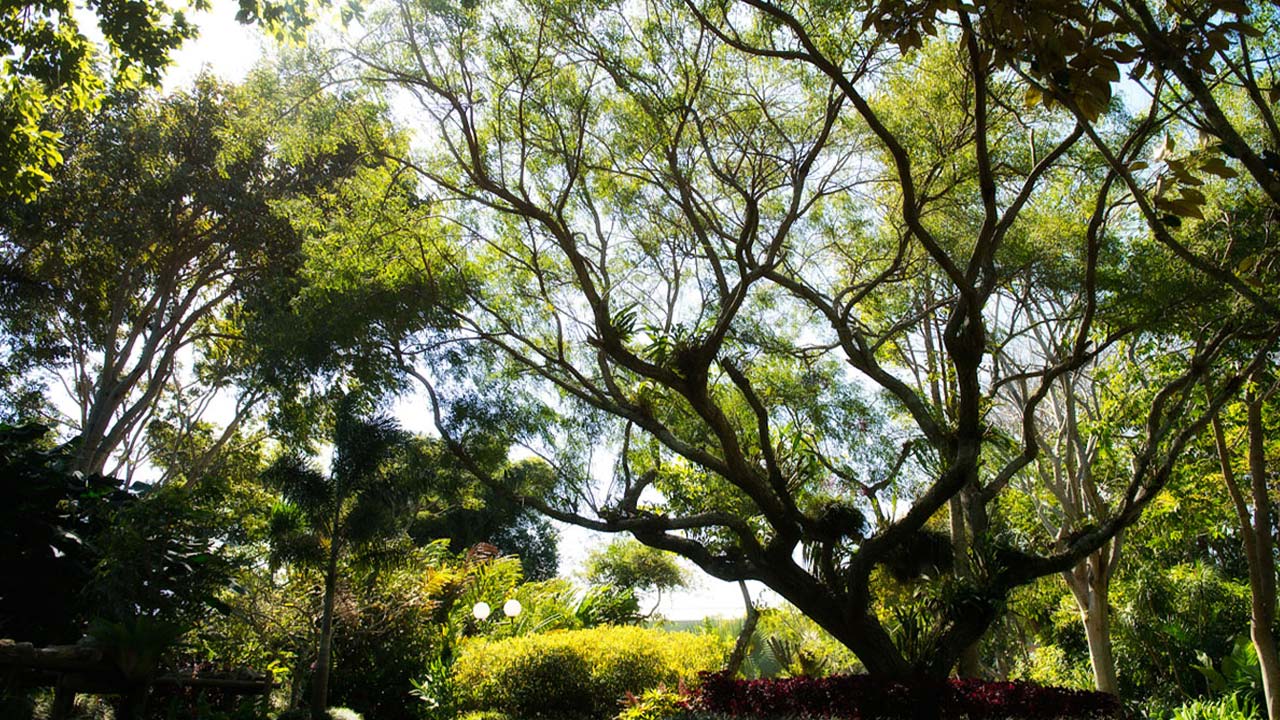 Bougainvillea Hotel image 12722