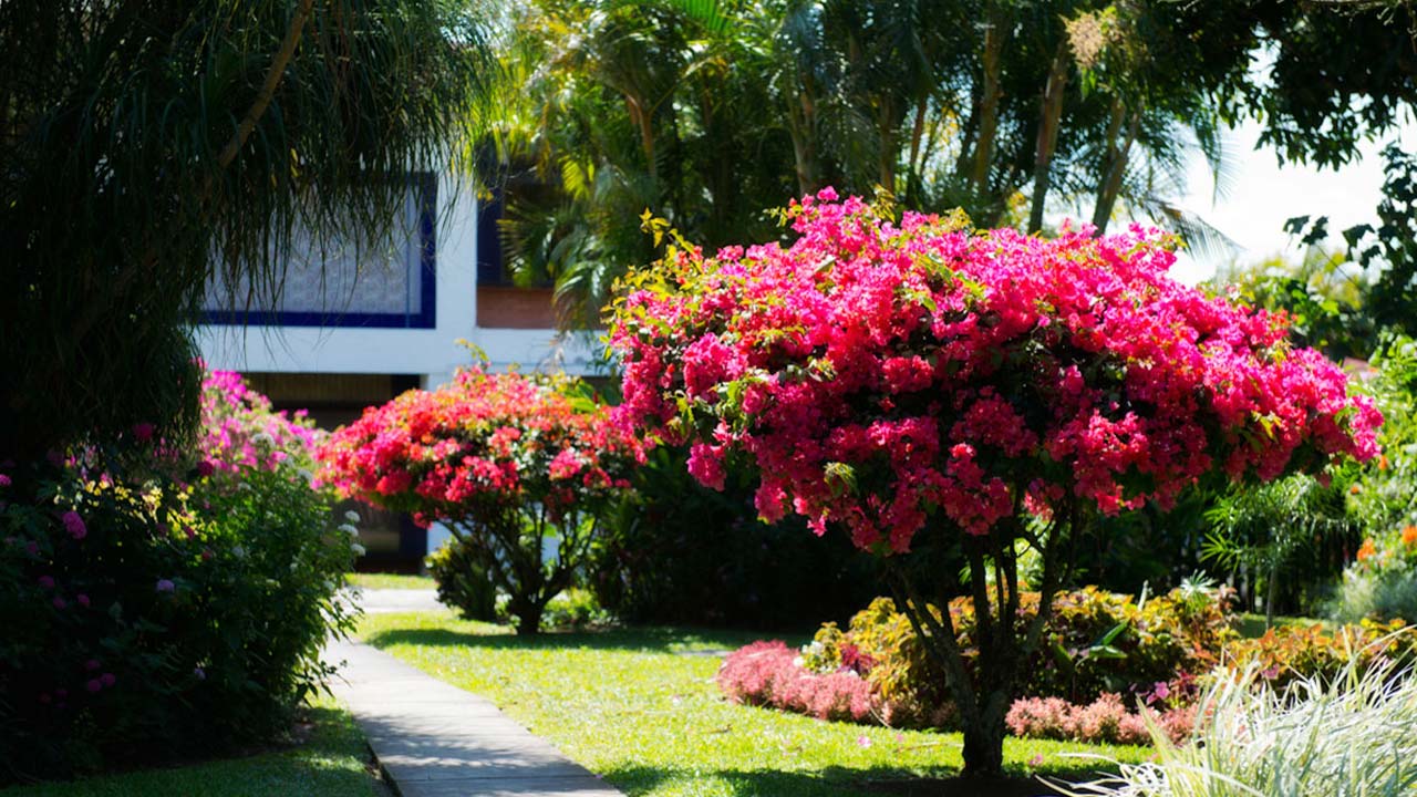 Bougainvillea Hotel image 12733