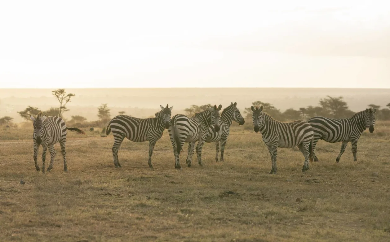El Karama Lodge zebras on the conservancy