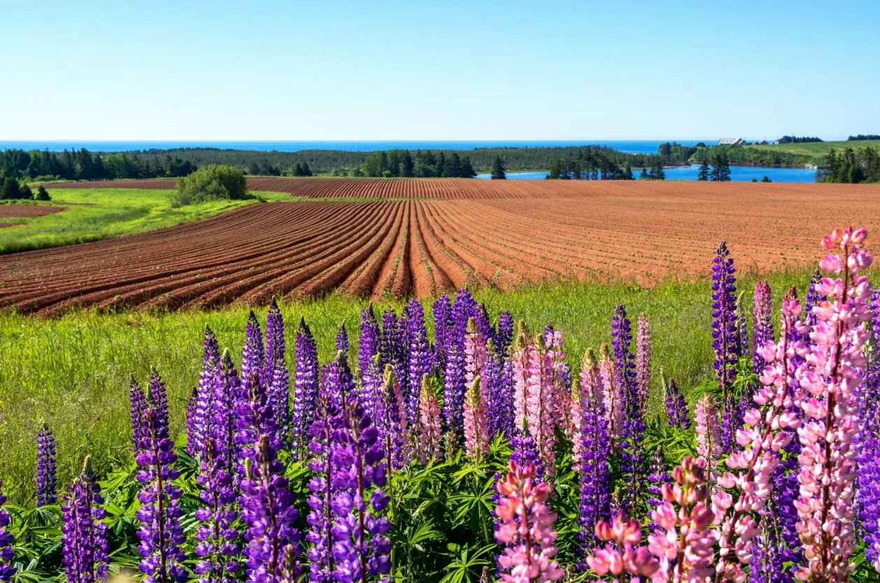 PEI Island Walk Kingsboro