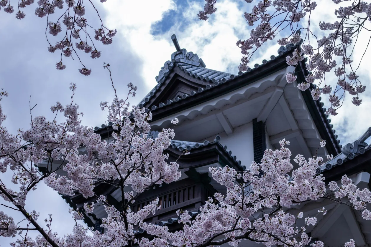 cherry blossoms Kanazawa Castle Japan