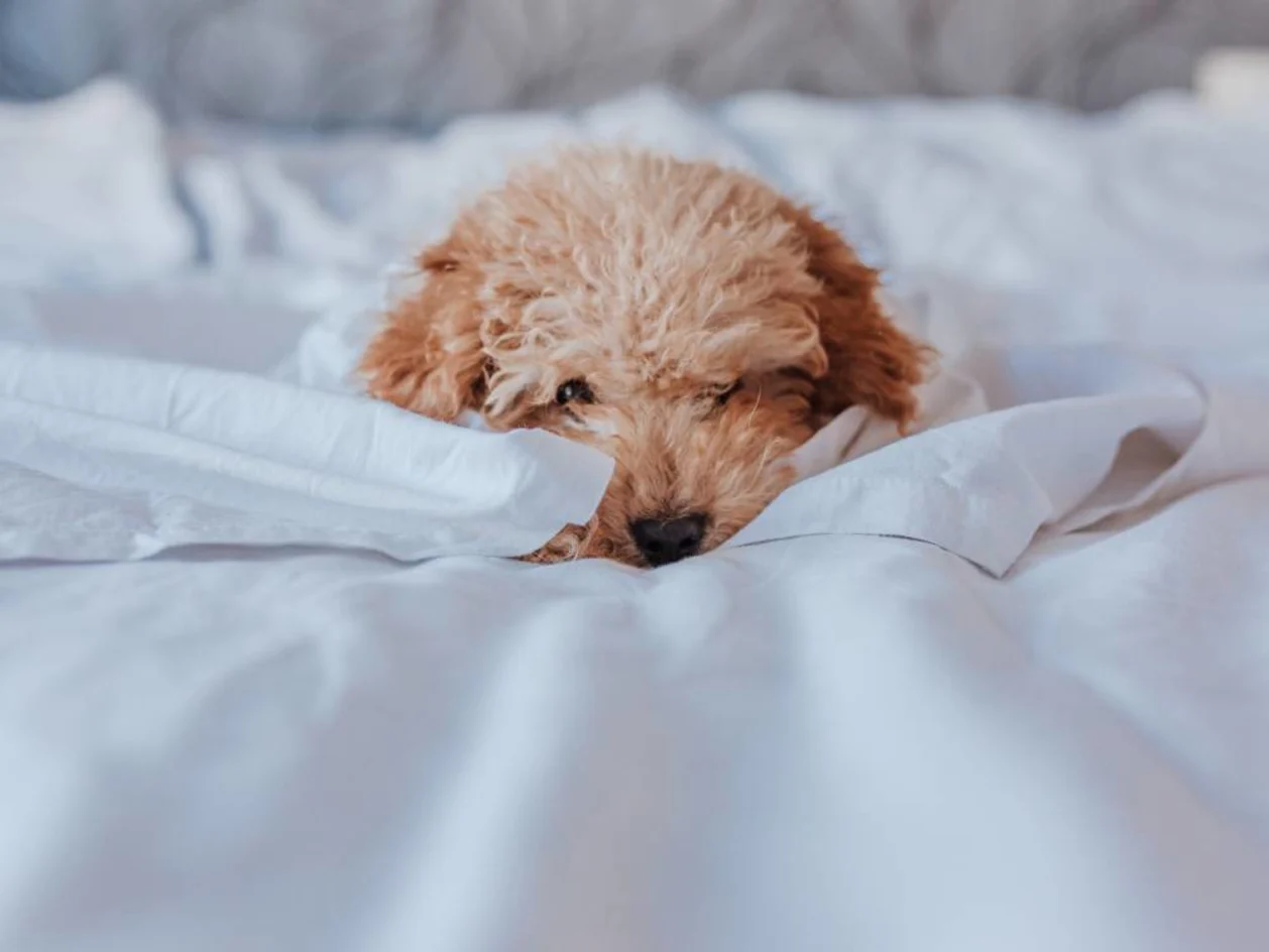 Poodle wrapped in blankets on hotel bed