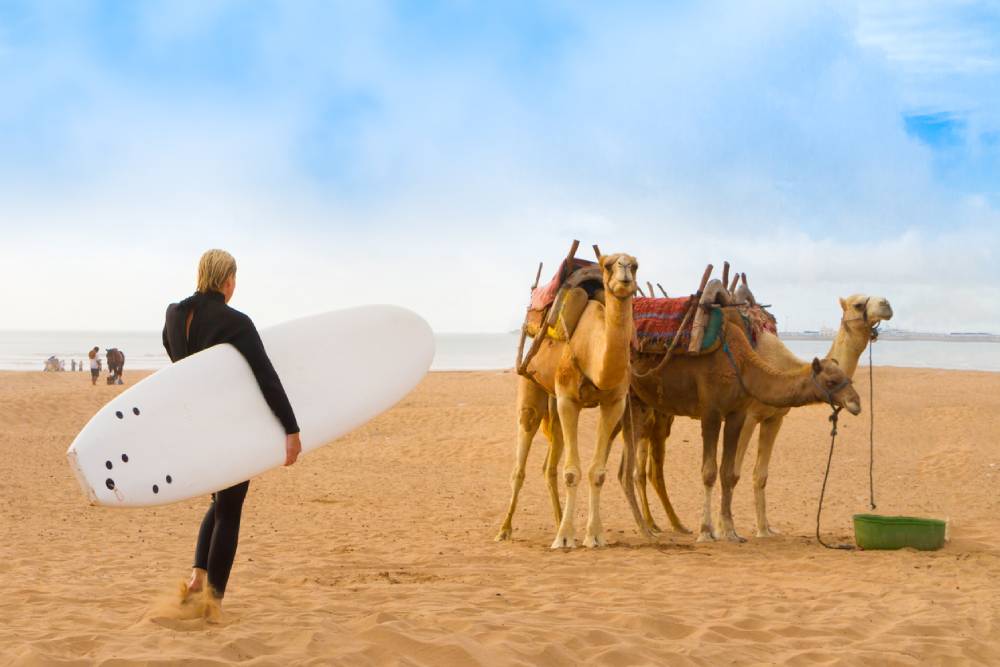 Female surger and camels on Essaouira beach Morocco