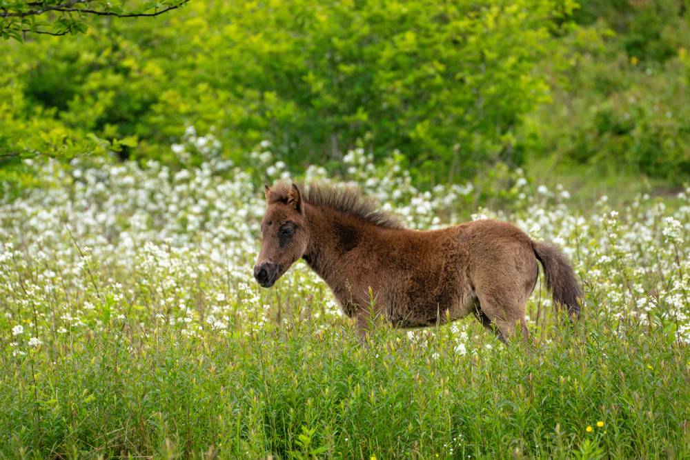 Seal brown filly in a meadow of wildflowers in Grayson Highlands State Park in Virginia