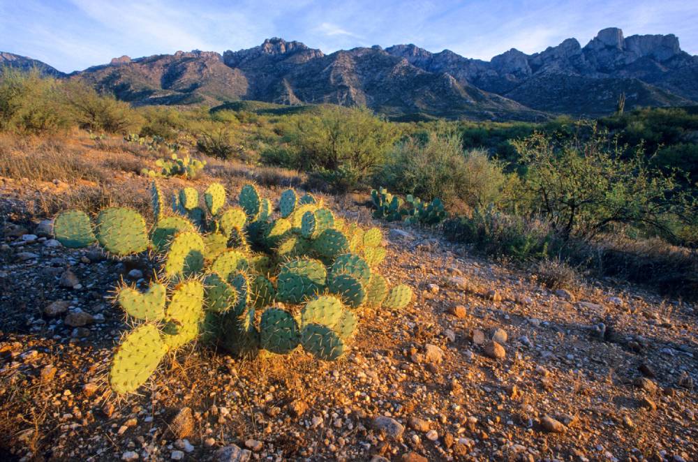 Cacti and mountains in Catalina State Park in Arizona