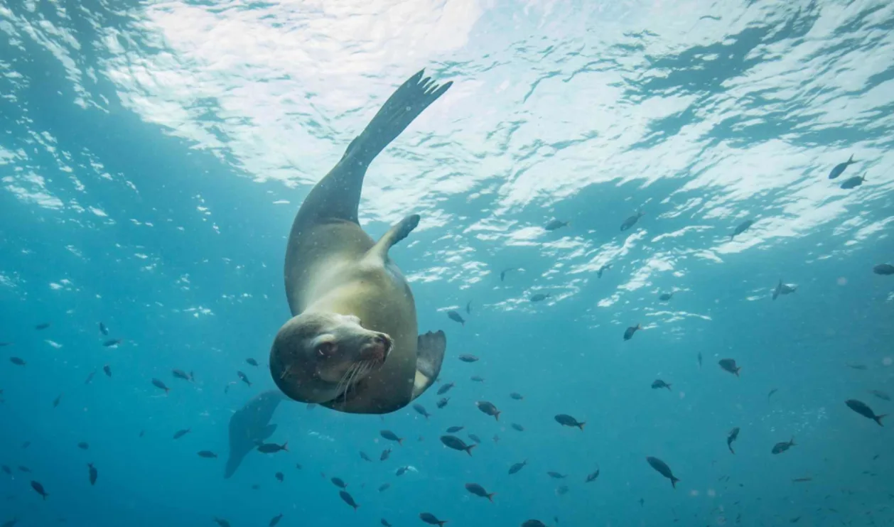 Sea-lions-playing-in-Sea-of-Cortez