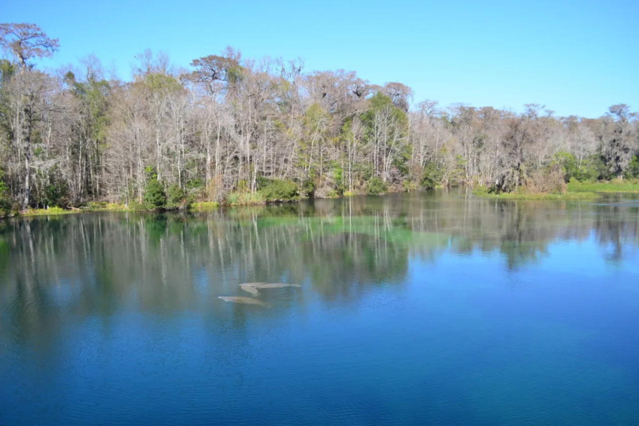 sea-life-in-wakulla-springs-state-park-florida