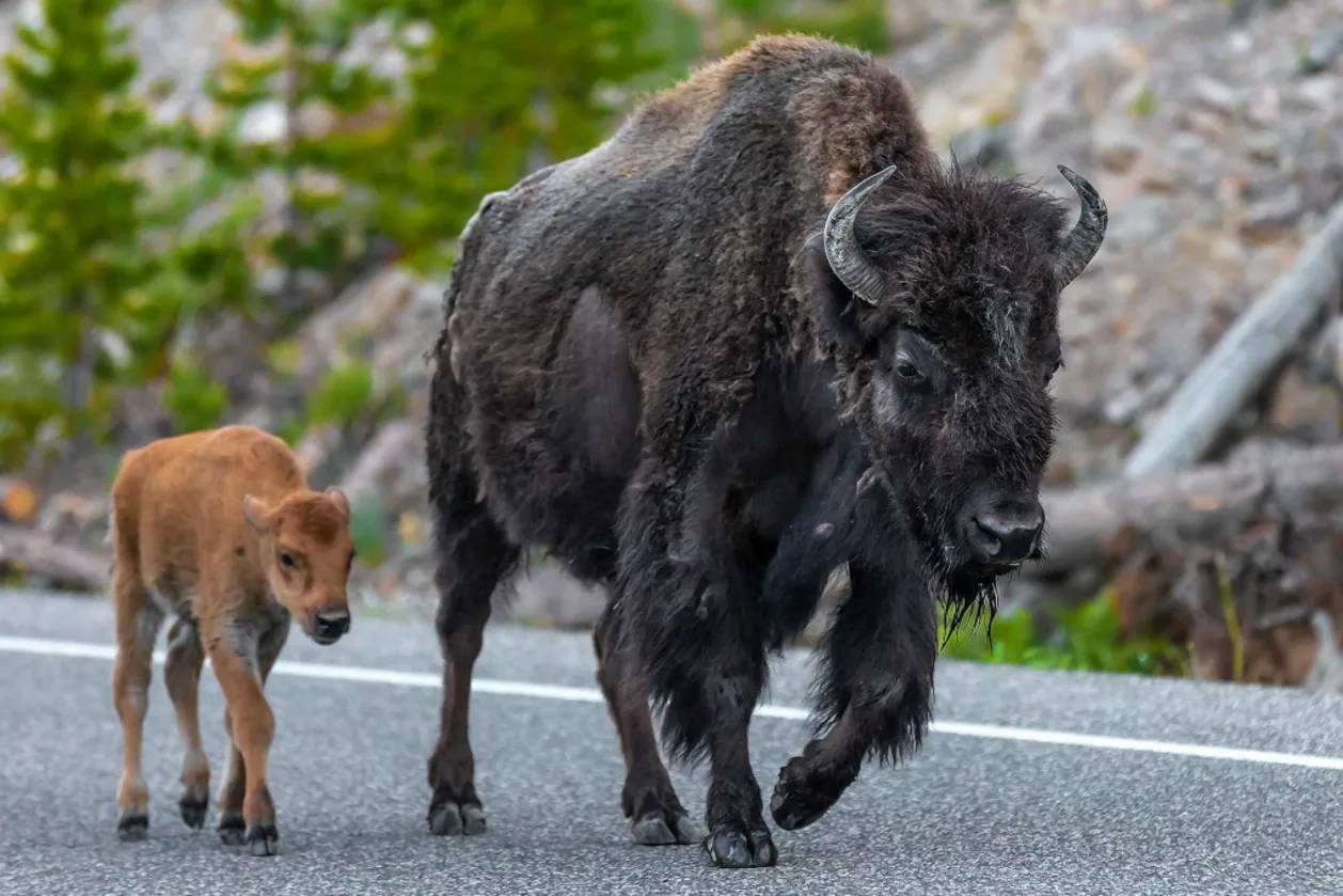 Bison cow and calf wandeirng Yellowstone National Park summer travel destination