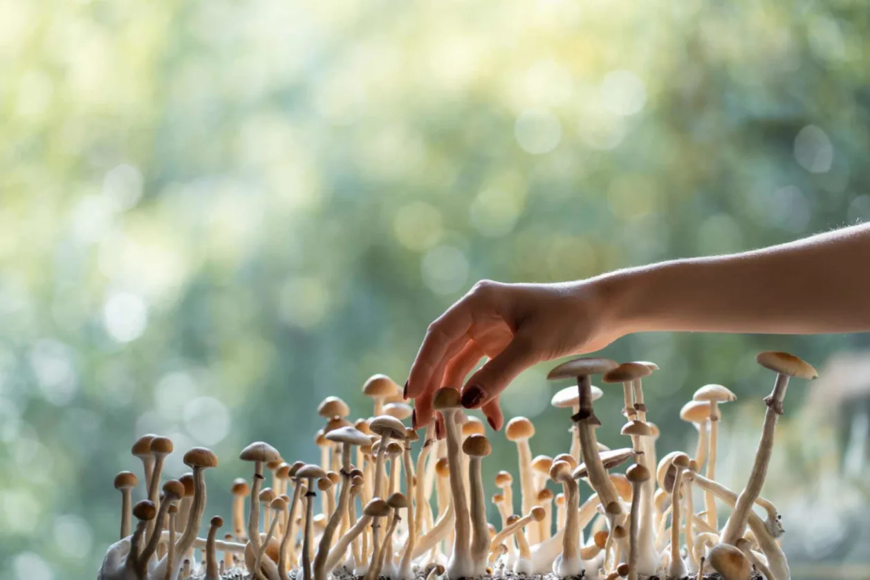 woman's hand harvesting psilocybin mushrooms
