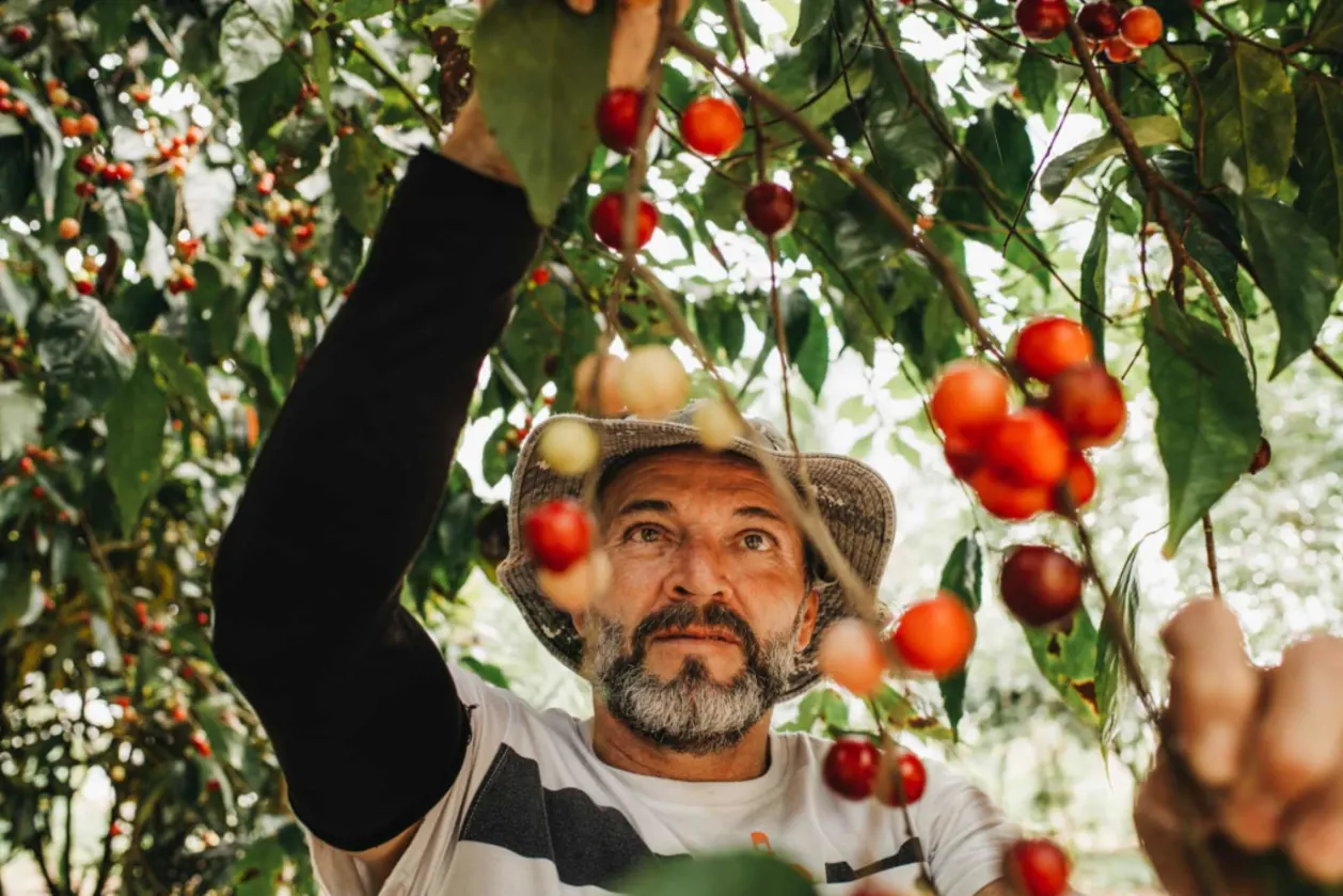 Finca Luna Nueva Lodge farmer picking berries