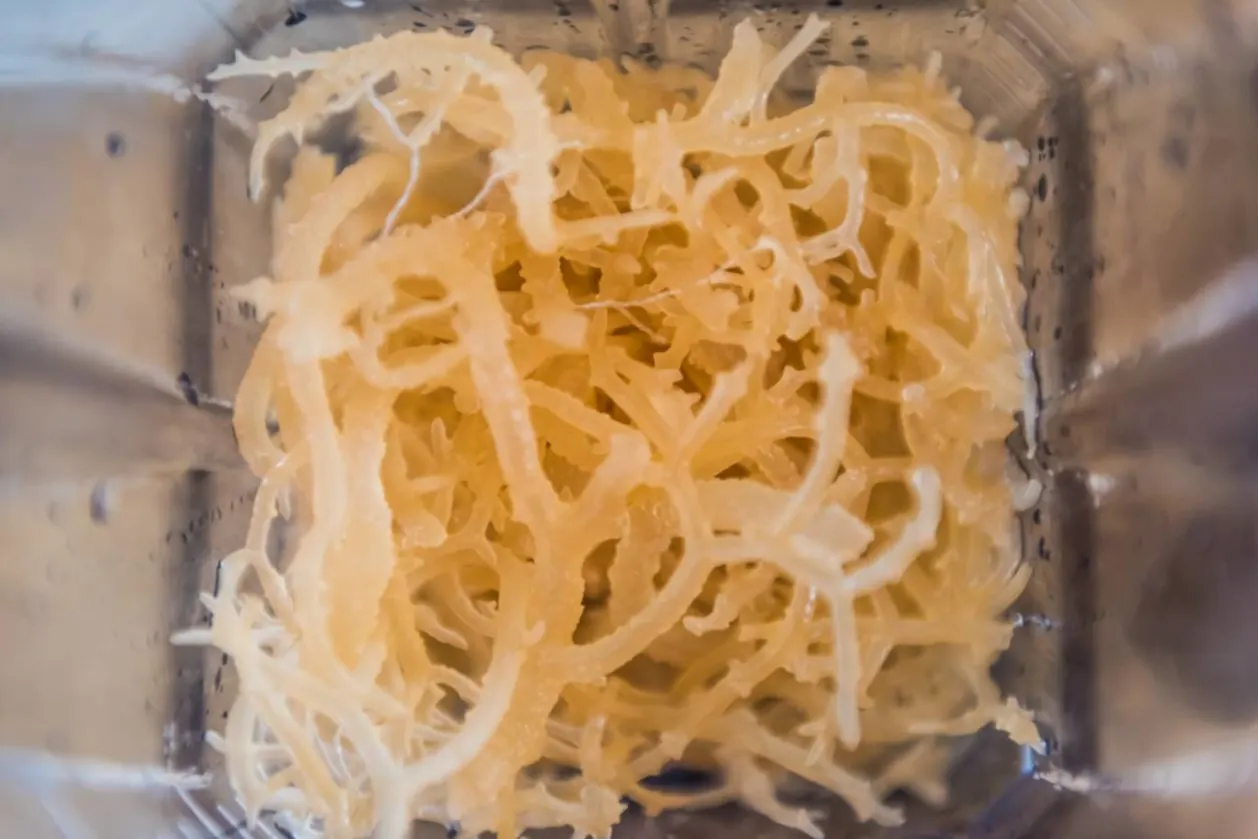 Sea moss TikTok wellness trend