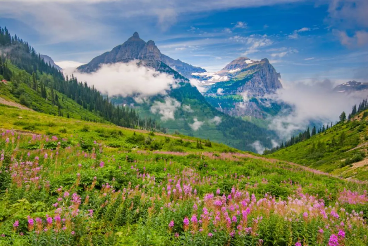 Mounts Oberlin, Cannon and Meadow of Fireweed
