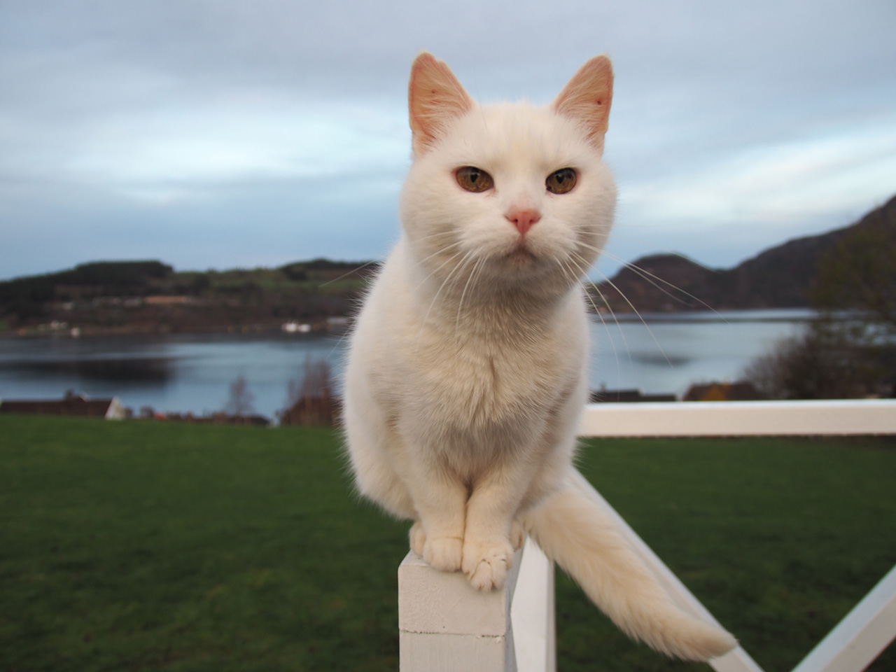 Gøysa Gard’s lovely cat
