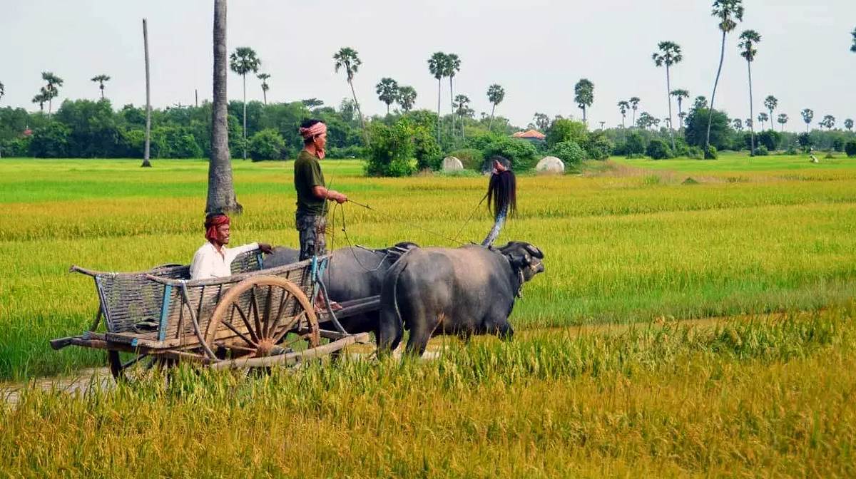 farmers in Cambodia farmers in Cambodia