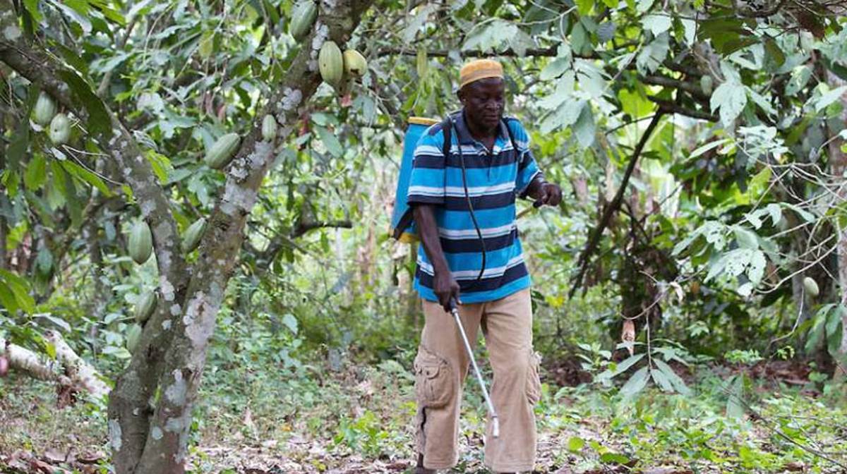 Cocoa farmers in Ghana urged to spray their farms Agrifish POST