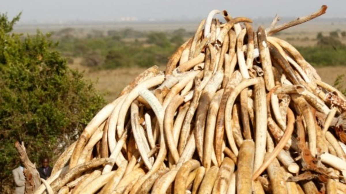 Ivory Trade Commission Updates Rules To End Most Forms Of Ivory Trade   Ivory Trade 