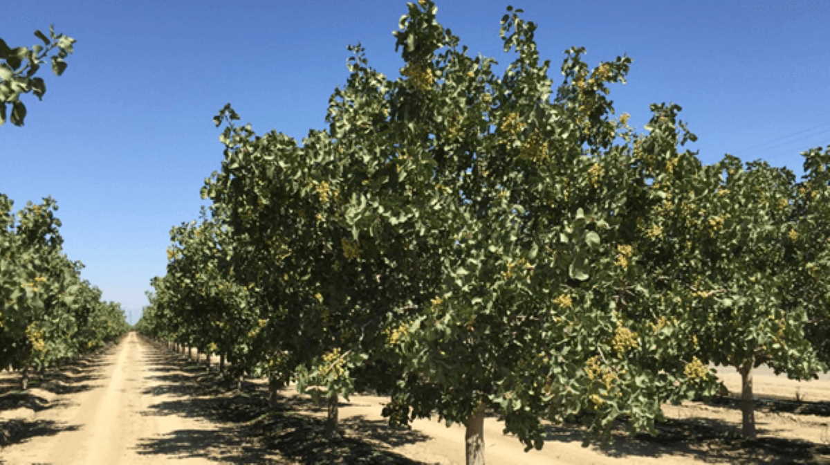 Gladstone Land acquires pistachio orchard in California Companies