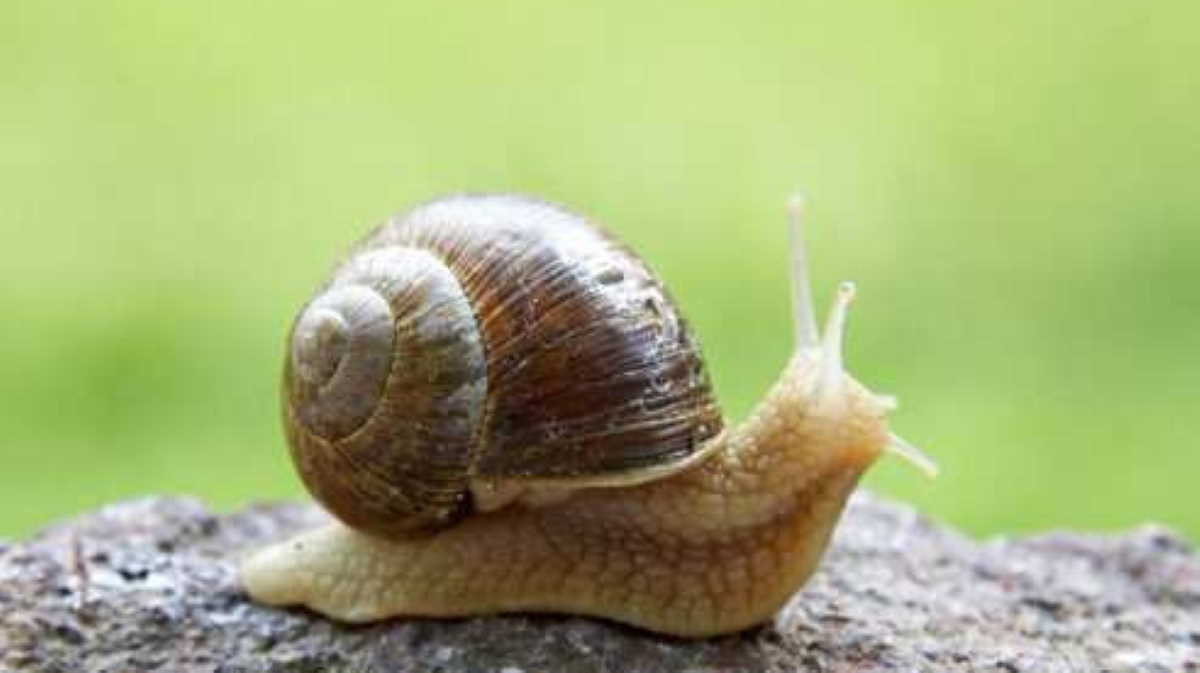 added to the list of countries permitted to export snails to EU