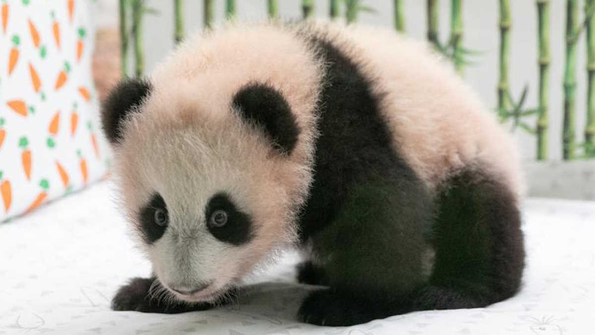 Russia's first panda cub named Katyusha | News | POST Online Media