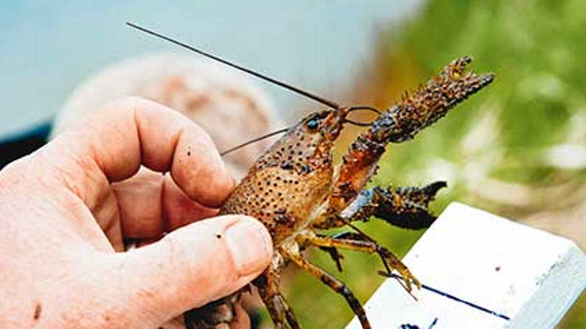 crayfish crayfish
