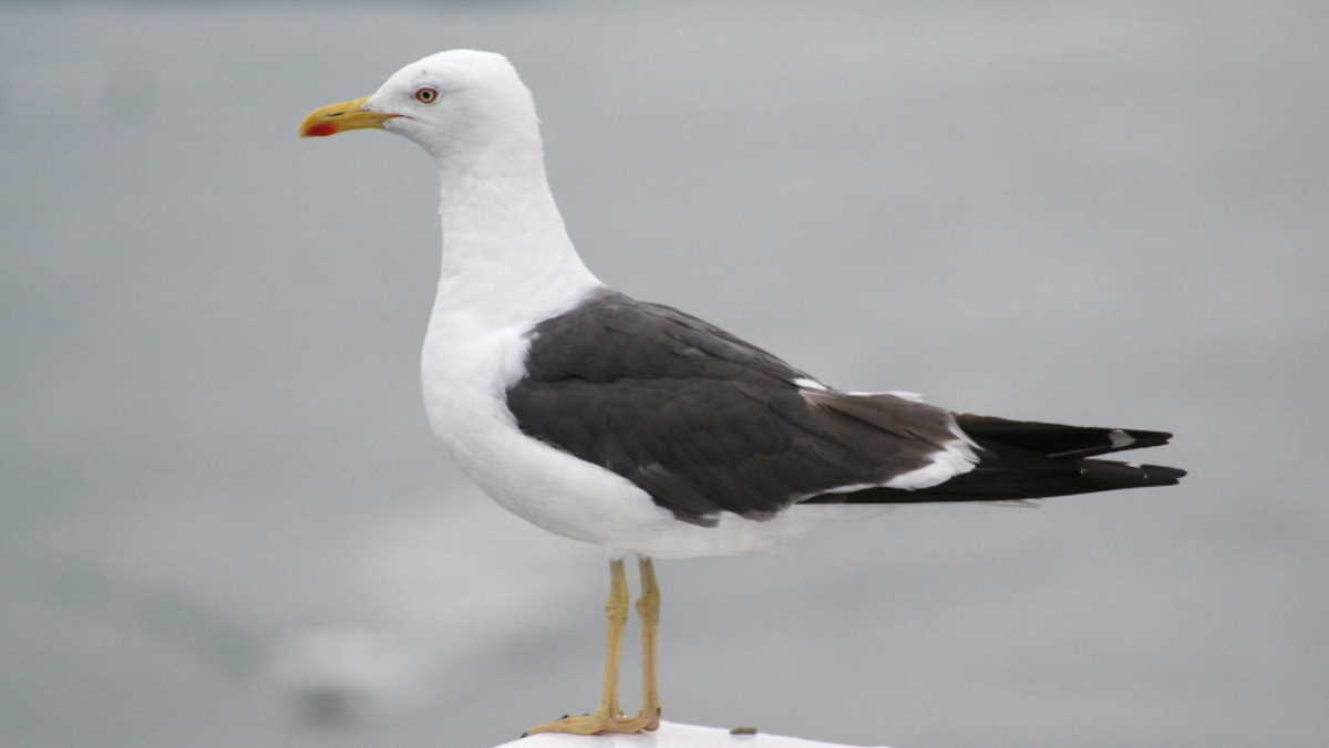 Avian influenza causes mass deaths of gulls in Sweden Agrifish POST Avian influenza causes mass deaths of gulls in Sweden Agrifish POST