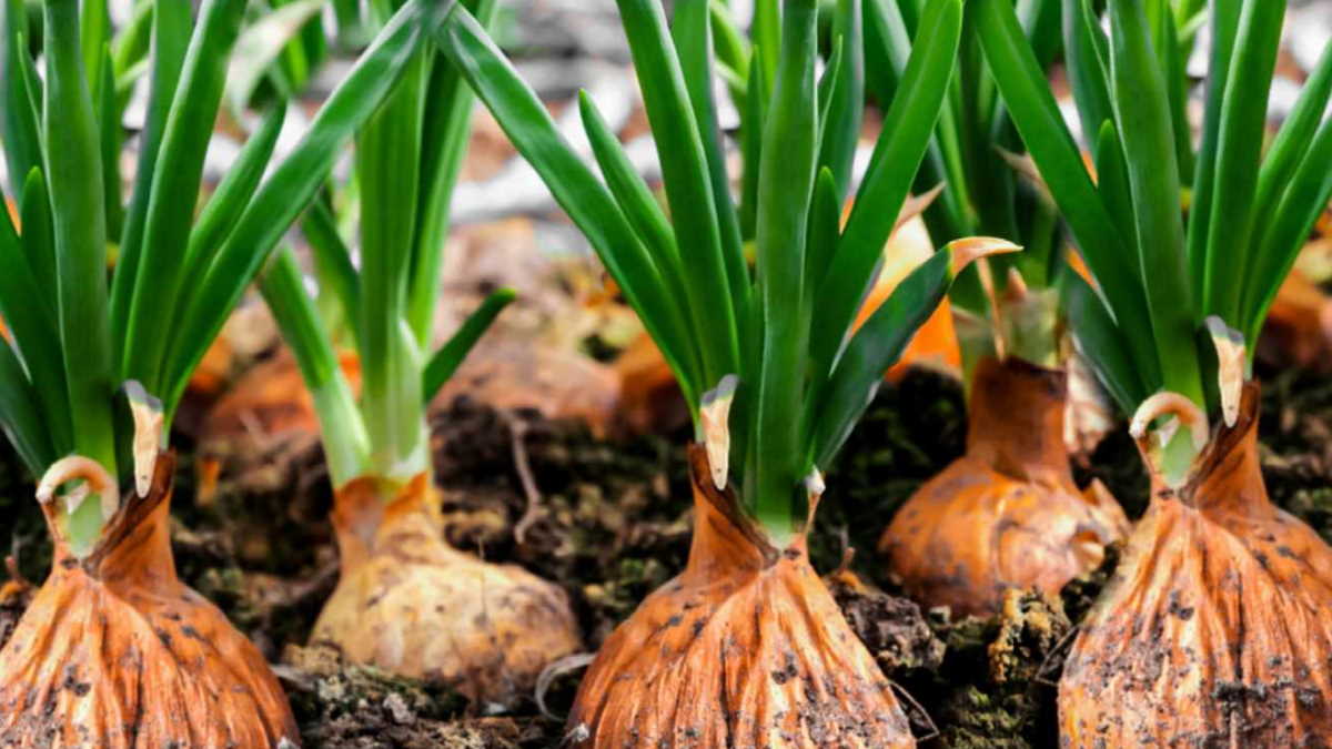 Netherlands Gross seed onion yield down 17.2 percent Agrifish POST
