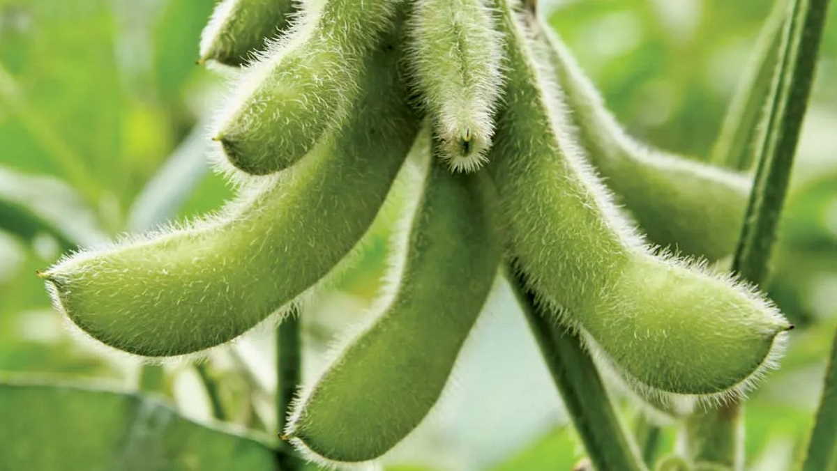 Louisiana West Carroll man arrested for felony theft in Morehouse