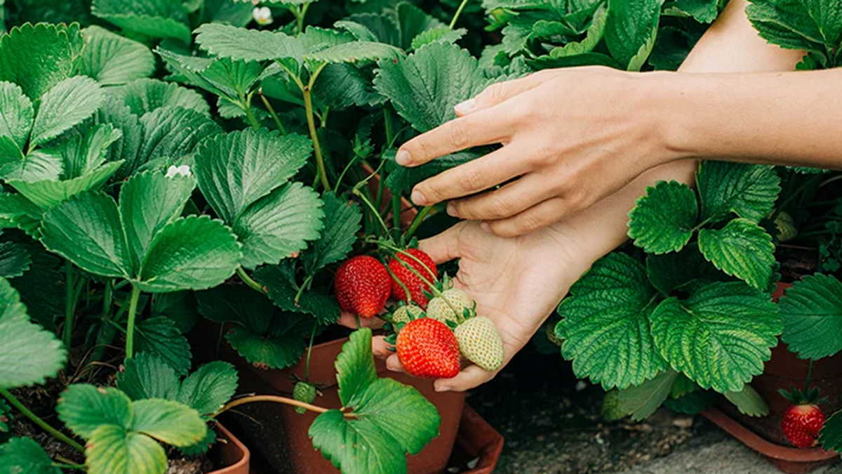 Optimize strawberry fertility with plant tissue testing Agrifish