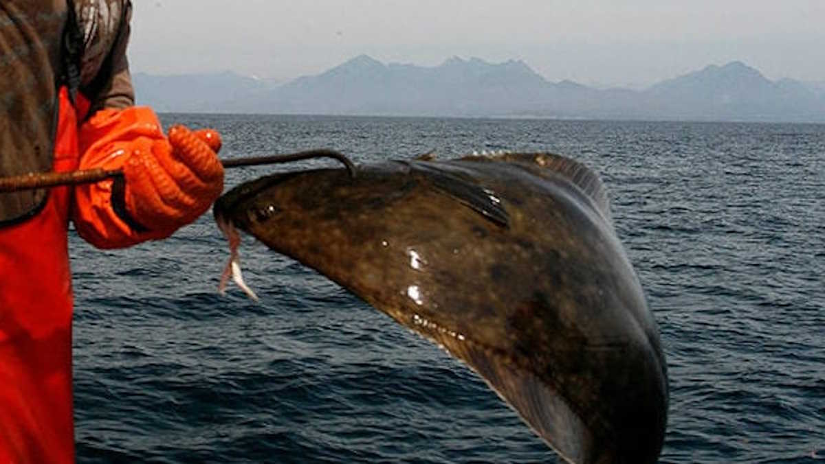 Major case investigation in Nova Scotia halibut fishery leads to heavy