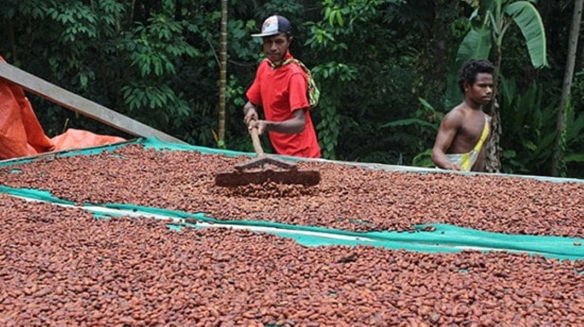 FAO brings new techniques to Papua New Guinea cocoa farmers Agrifish