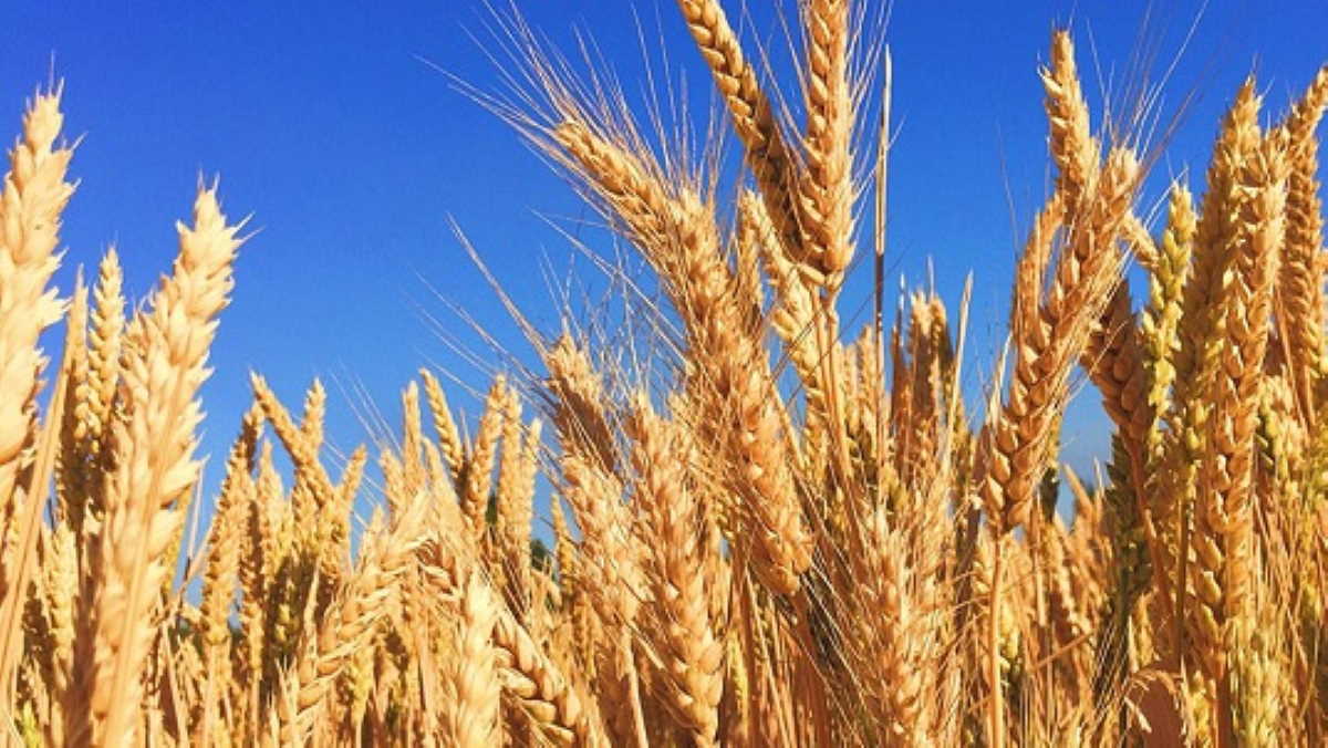 Egypt to get 3 billion from ITFC to cope with rising wheat prices