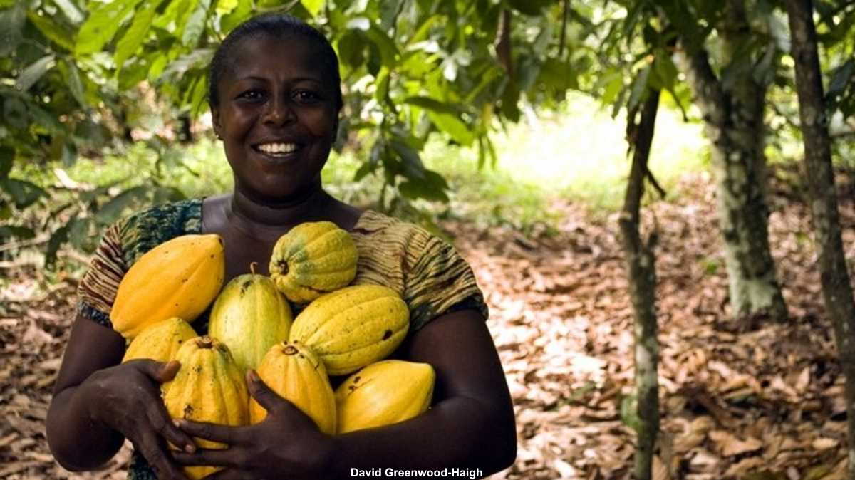 Ghana Cocoa farmers advised to adopt best farming practices Agrifish POST Online Media