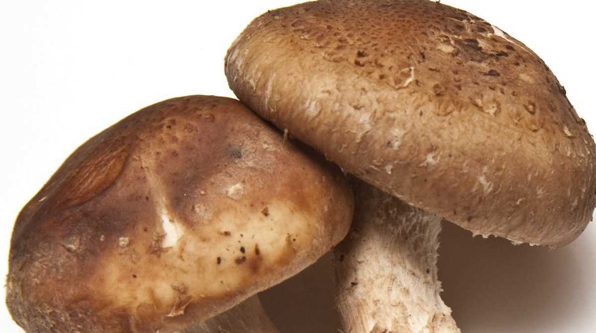 Chinese shiitake mushrooms labelled as New Zealandgrown Agrifish