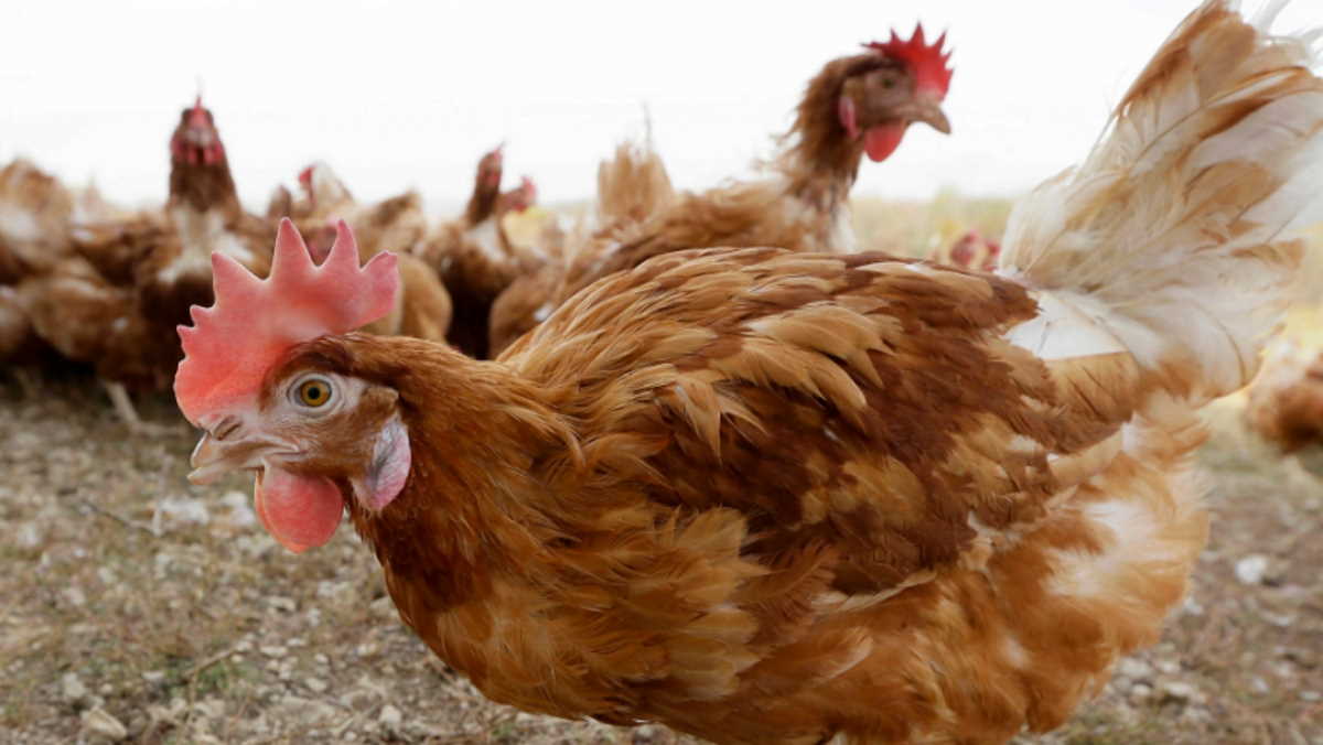 Poultry show and sale suspension in North Carolina lifted Agrifish