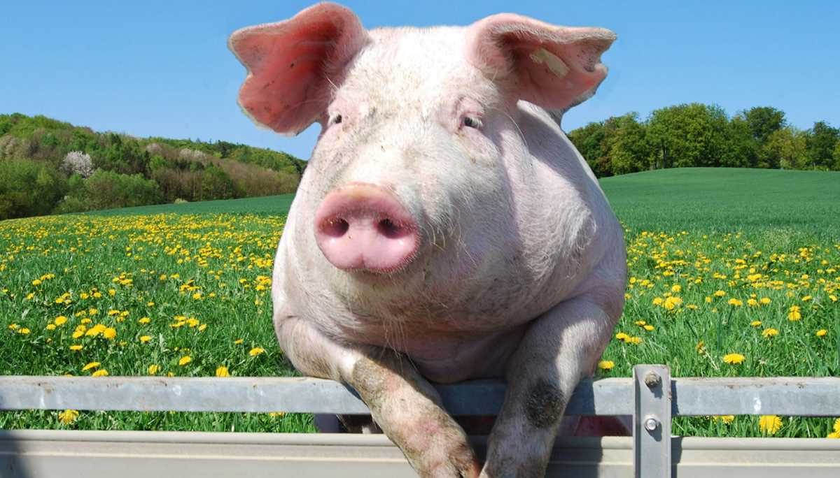 pigs pigs