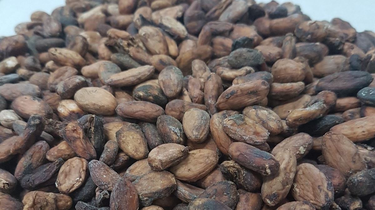 The Netherlands largest importer of cocoa beans Agrifish POST