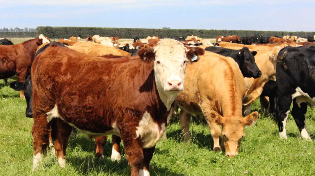 New Zealand: Waikato farmer fined for not registering 152 cattle ...