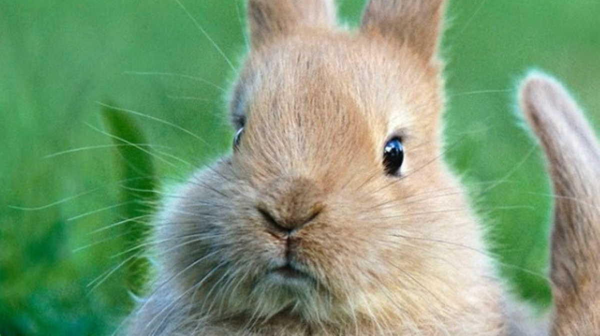 Rhode Island: DEM advises public of fatal disease affecting rabbits ...