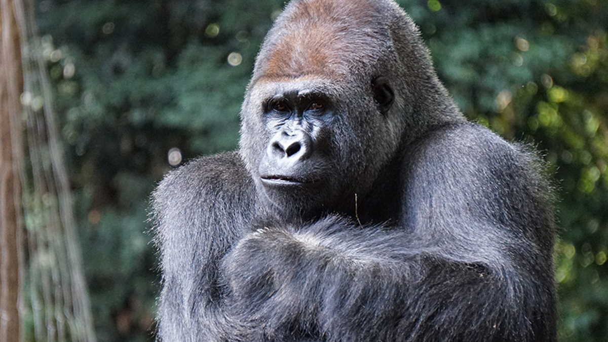 ZOO gorillas invented new sound to communicate with humans Meantime