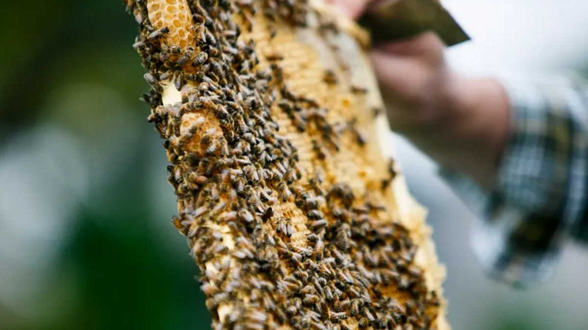 Virginia Application period for 2023 Beehive Distribution Program