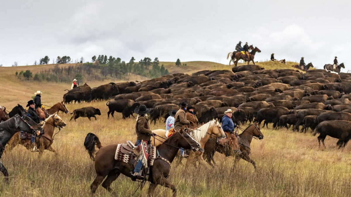 Iconic Buffalo Roundup in South Dakota Travel POST Online Media