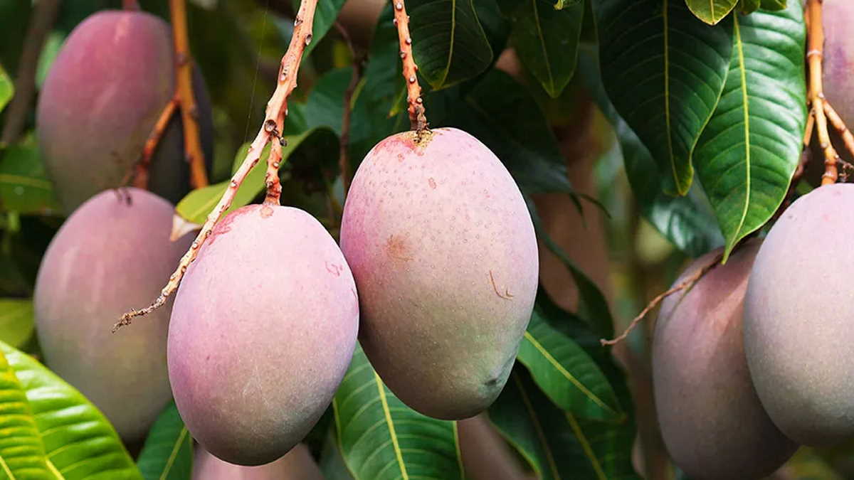 Fraud alert surrounding mangoes from India and Pakistan Agrifish
