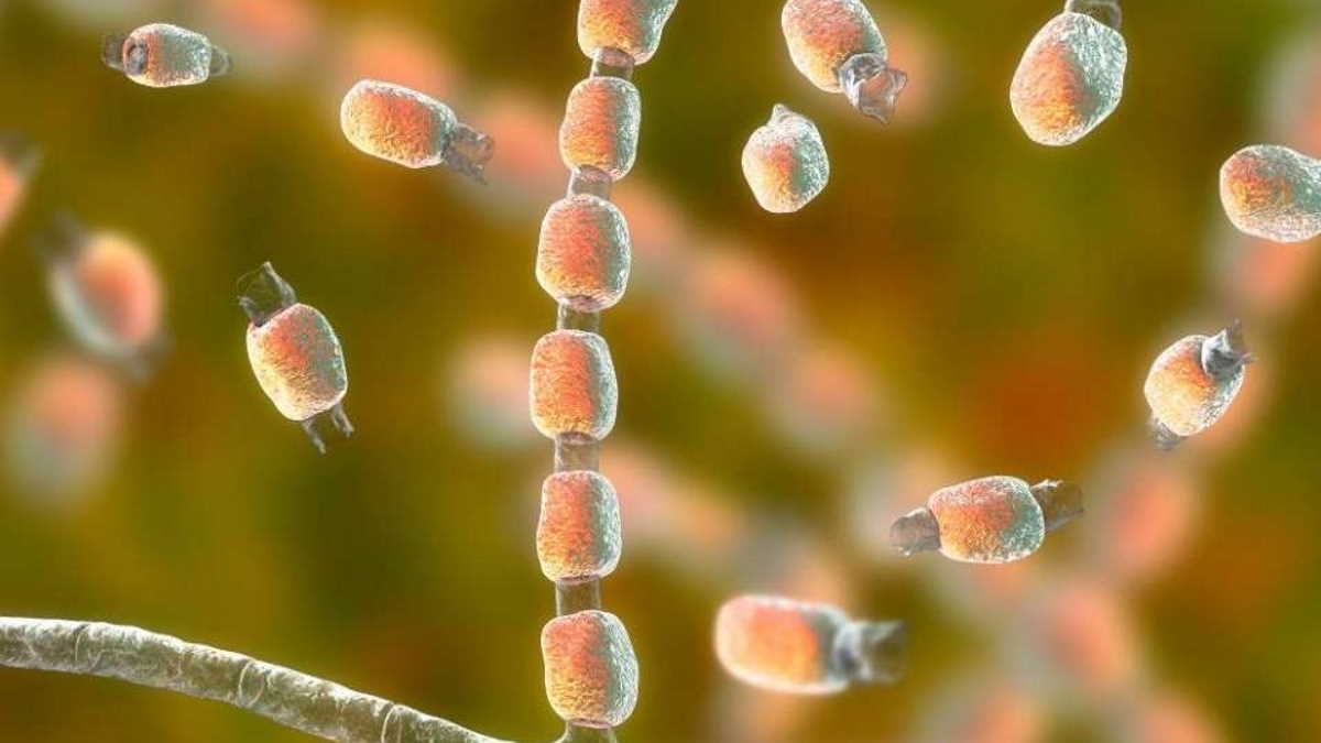 Potentially deadly fungal disease spreading in California Health