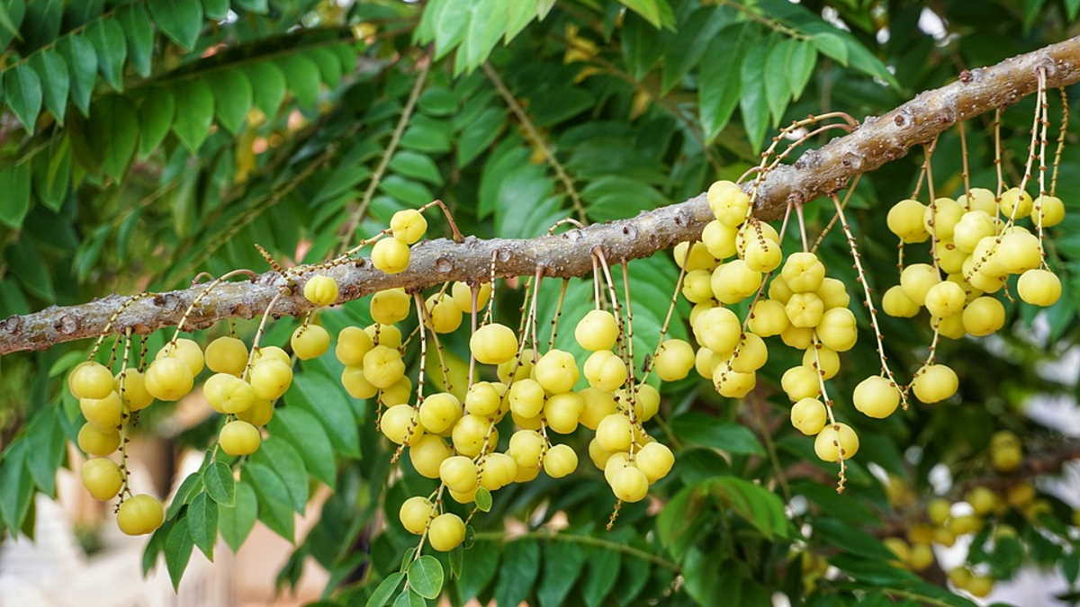 Cambodia launches longan exports to China Agrifish POST Online Media